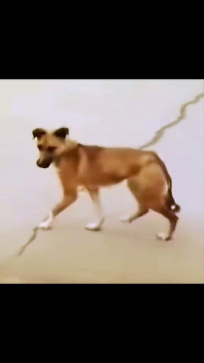 الكلب سكران،