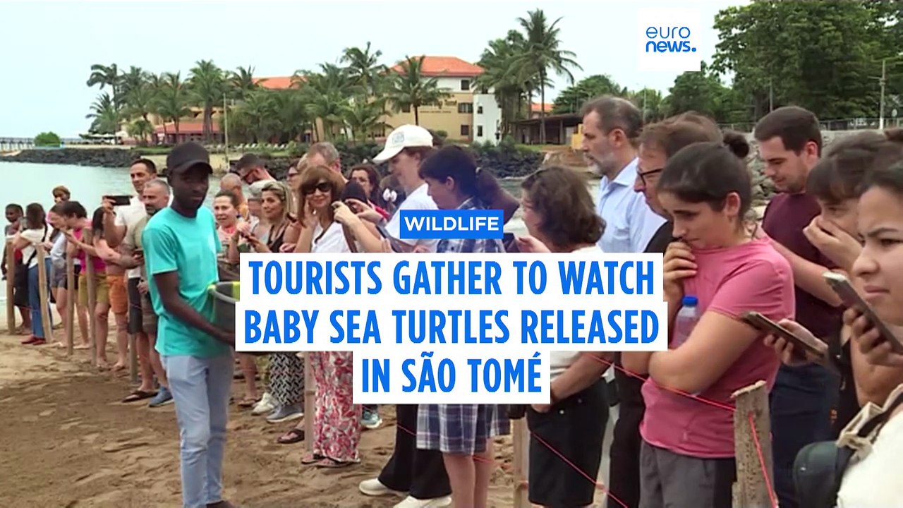 Tourists in São Tomé gather to watch release of 400 baby turtles into the sea