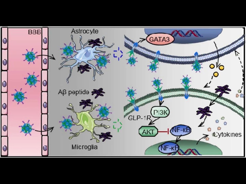 Understanding the Potential of GLP-1 Agonists in Alzheimer's Disease|What Are GLP-1 Agonists and How Do They Affect Alzheimer’s Disease?