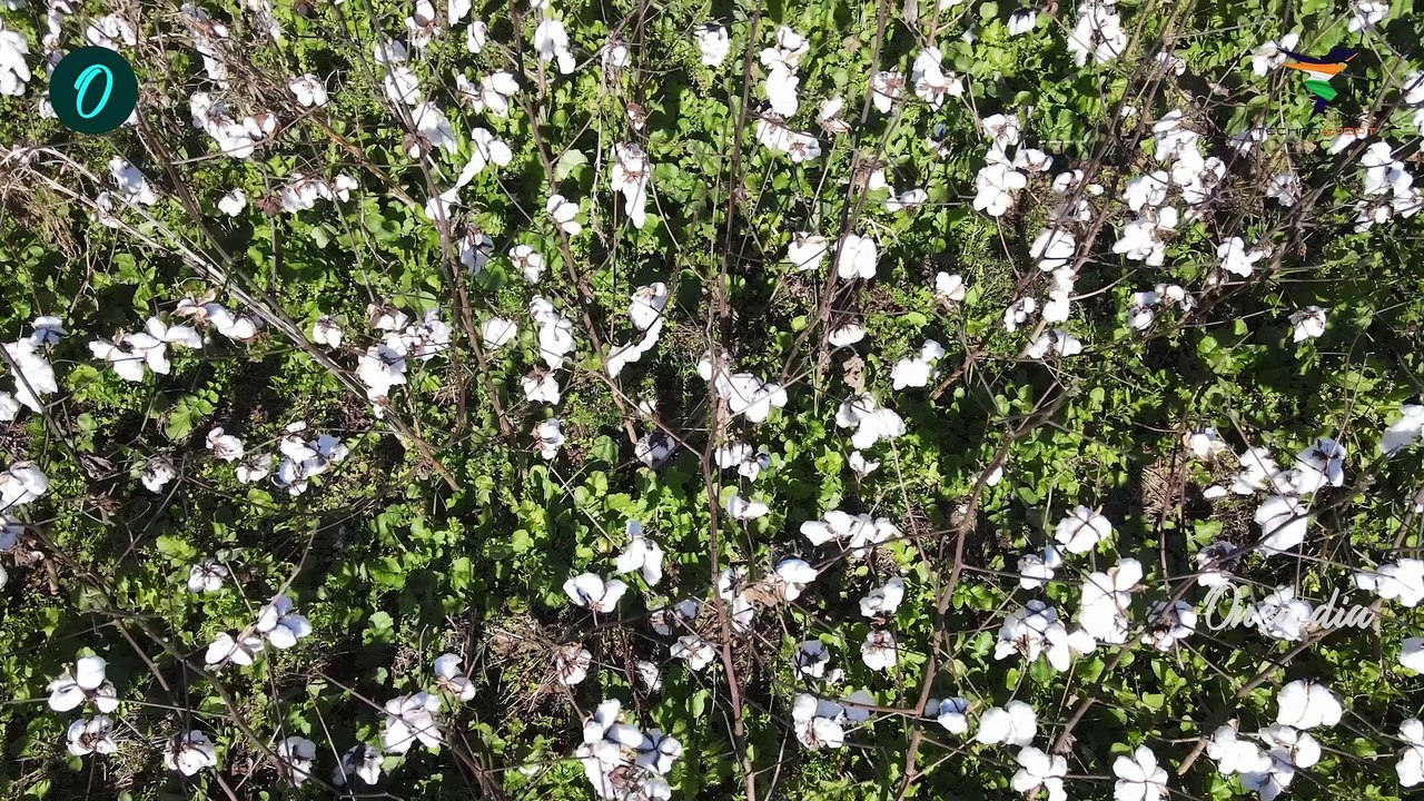 Union Budget 2024 ಹತ್ತಿ ಬೆಳೆಯನ್ನು ಬೆಳೆಯುವ ಬಾಂಗ್ಲಾದೇಶಕ್ಕೆ ಶಾಕ್.