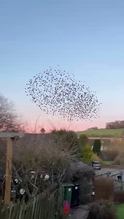 starling murmuration at Hampstead Norreys