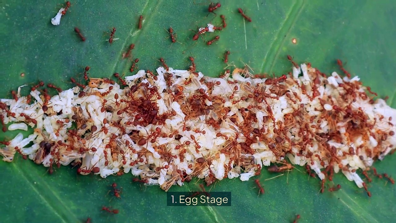 Ants Life-cycle