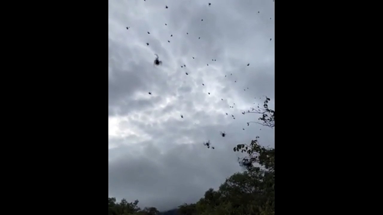 “Chuva de aranhas” impressiona e preocupa moradores de São Thomé das Letras-MG