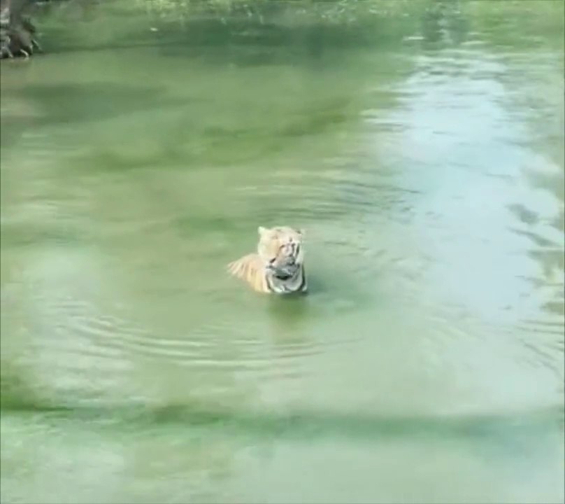 Duck Rocked, Lion Shocked