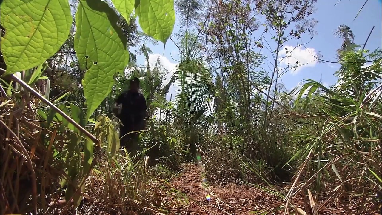 Saving the Rainforest; A Battle Against Human Greed - Seed Documentary