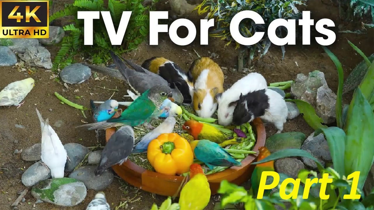 1 Hour Cat Tv For Cats To Watch Hypnotic Bird Watching For Curious Cats PART 1