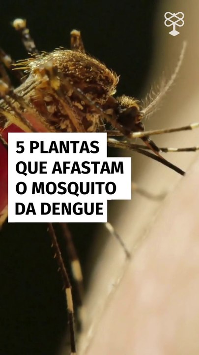 5 plantas que afastam o mosquito da dengue para ter em casa