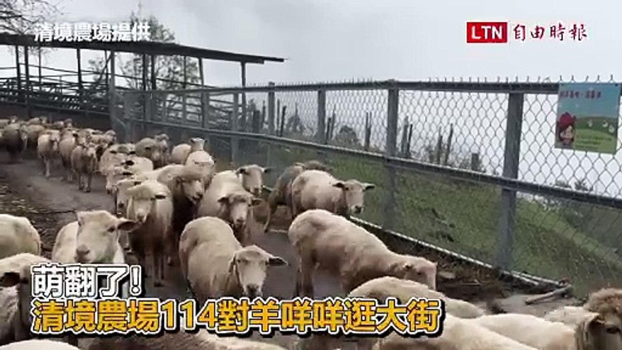 萌翻了！清境農場114對羊咩咩逛大街