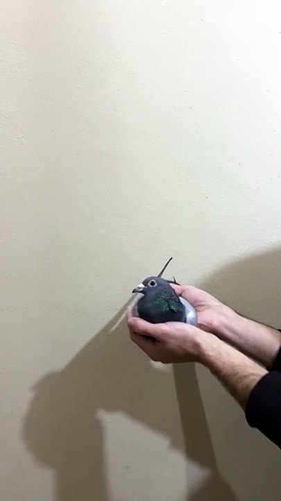 PL 14-0265-5269 DİŞİ