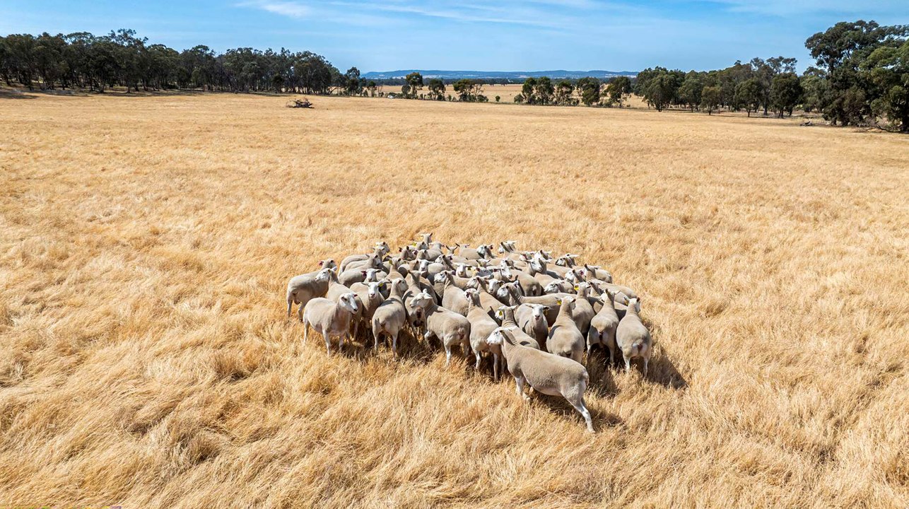 Versatile farm aggregation for sale at Rutherglen.