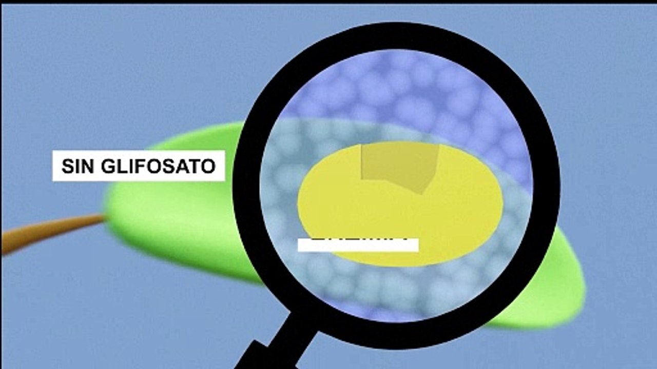 ¿Cómo funciona el glifosato?