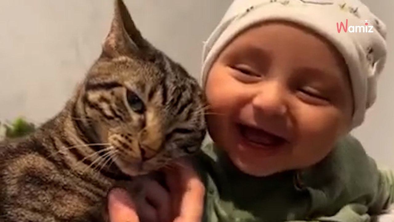 Kater trifft zum ersten Mal das Baby: Millionen Herzen schmelzen dahin