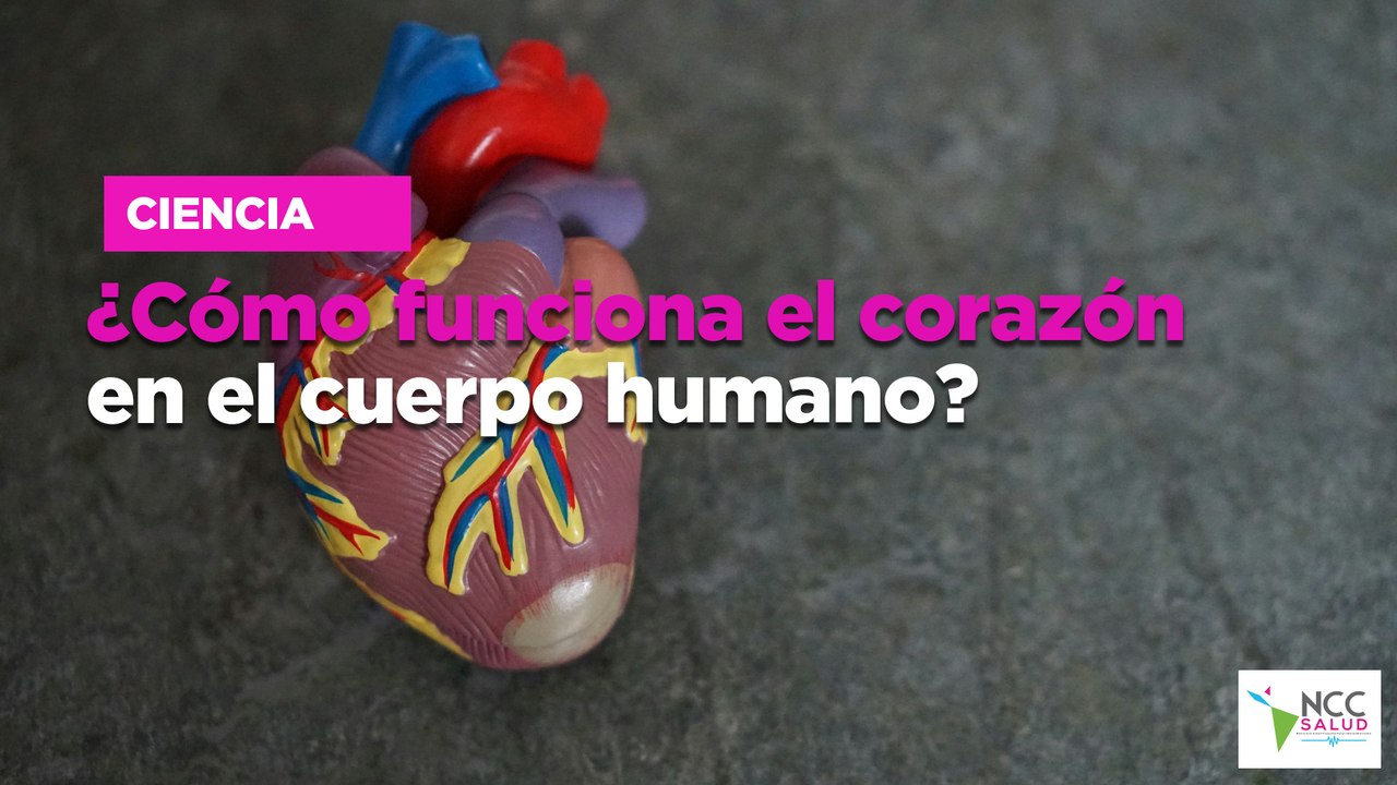 ¿Cómo funciona el corazón en el cuerpo humano?