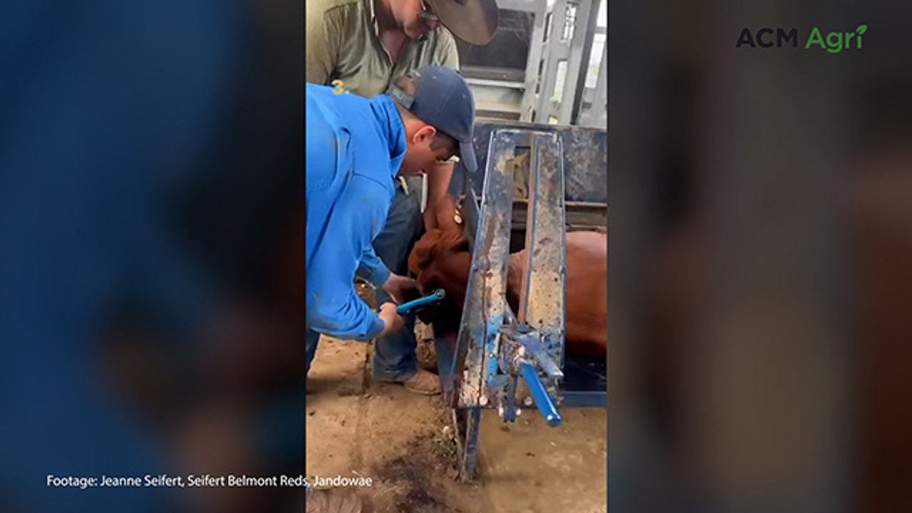 Industry best practice animal husbandry at Seifert Belmont Reds