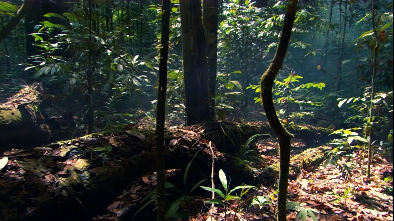 Cosmos 2014 - T1 capitulo 10