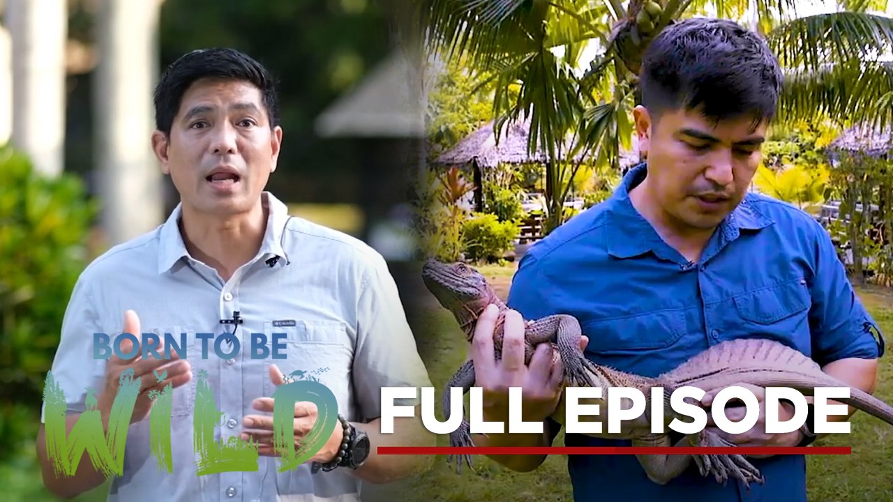 Rescuing Stray Wild Animals (Full Episode) | Born to be Wild