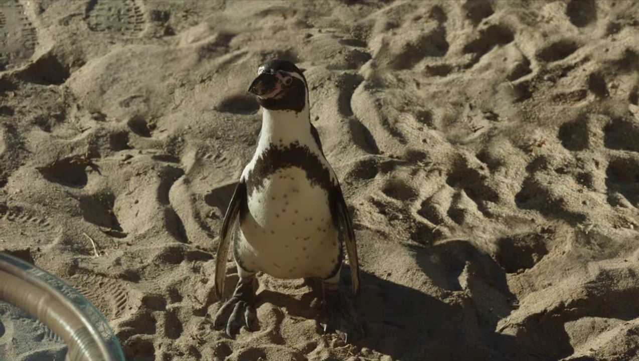 The Penguin Lessons Teaser