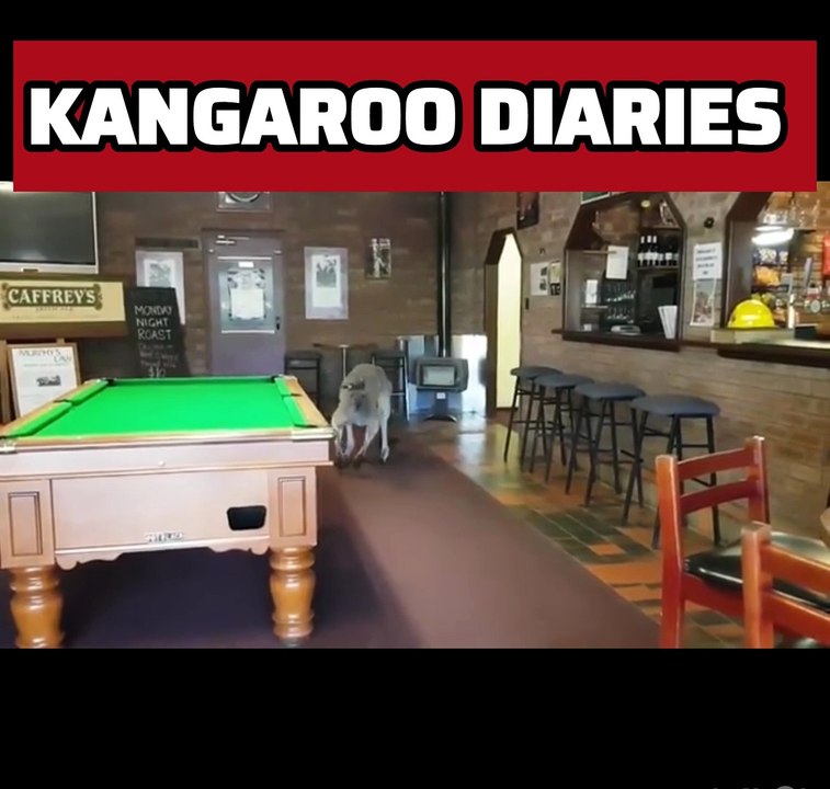 Kangaroo in pub in Australia 🇦🇺