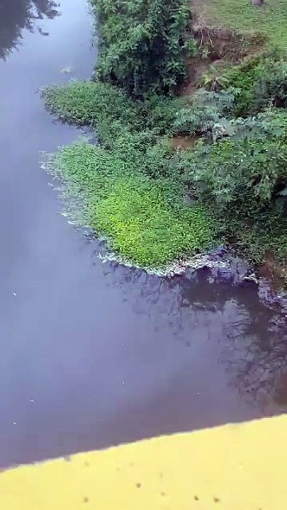 Peixes mortos em Jaraguá do Sul