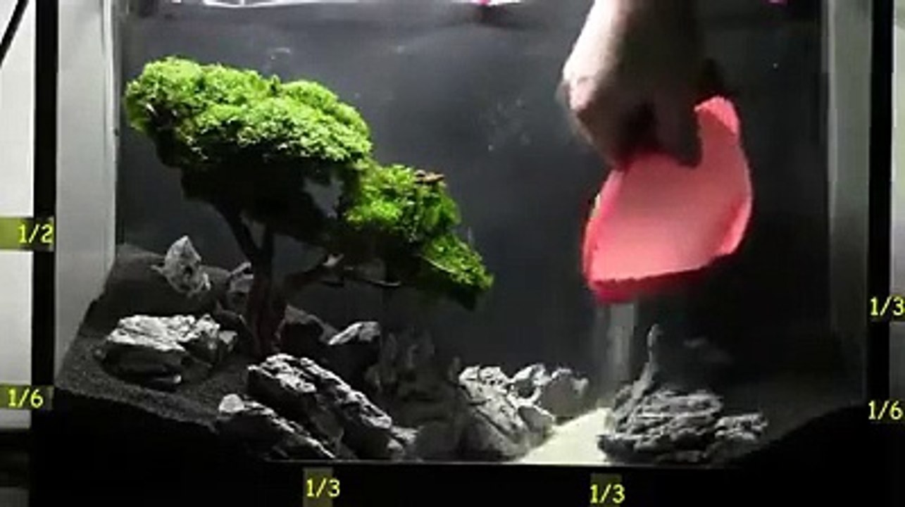 Serene Aquarium Scenes 🌊