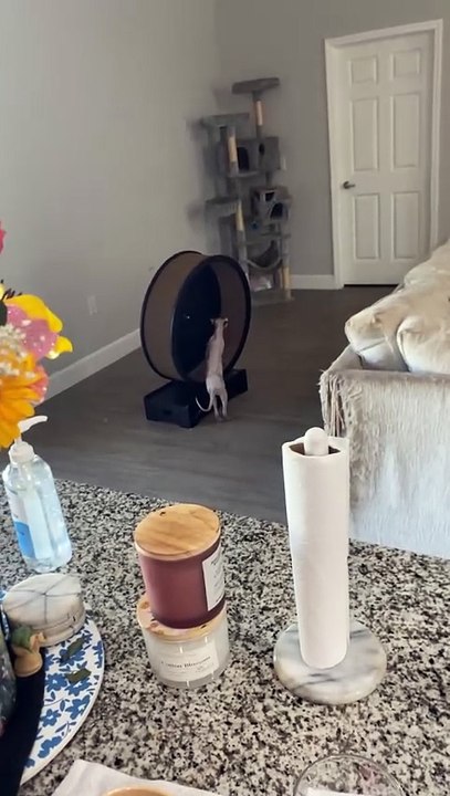 Cat Spins Wheel Using Only Front Paws