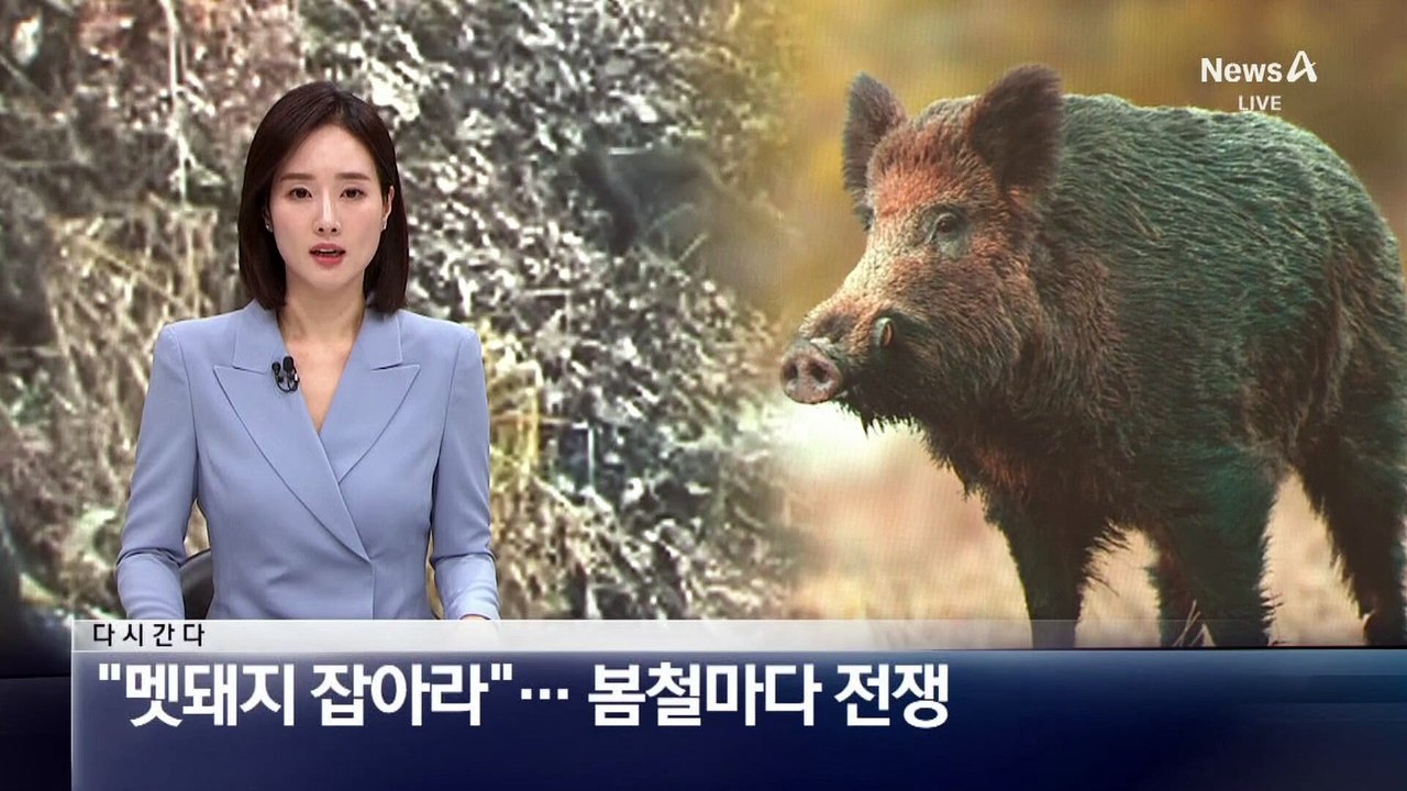 [다시 간다]“멧돼지 잡아라”…봄철마다 전쟁