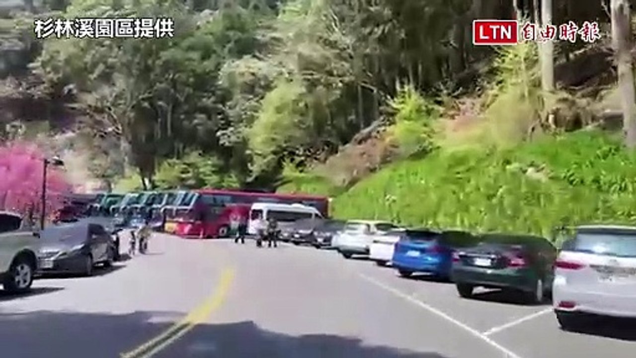 櫻花晚開！杉林溪無懼春雨 河岸粉櫻盛放人氣爆棚(杉林溪園區提供)