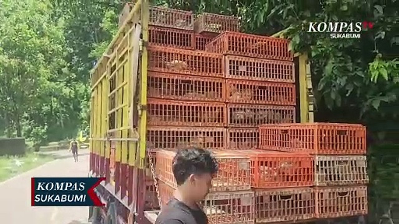 Terjebak Longsor Satu Minggu Ratusan Ayam Siap Jual Mati
