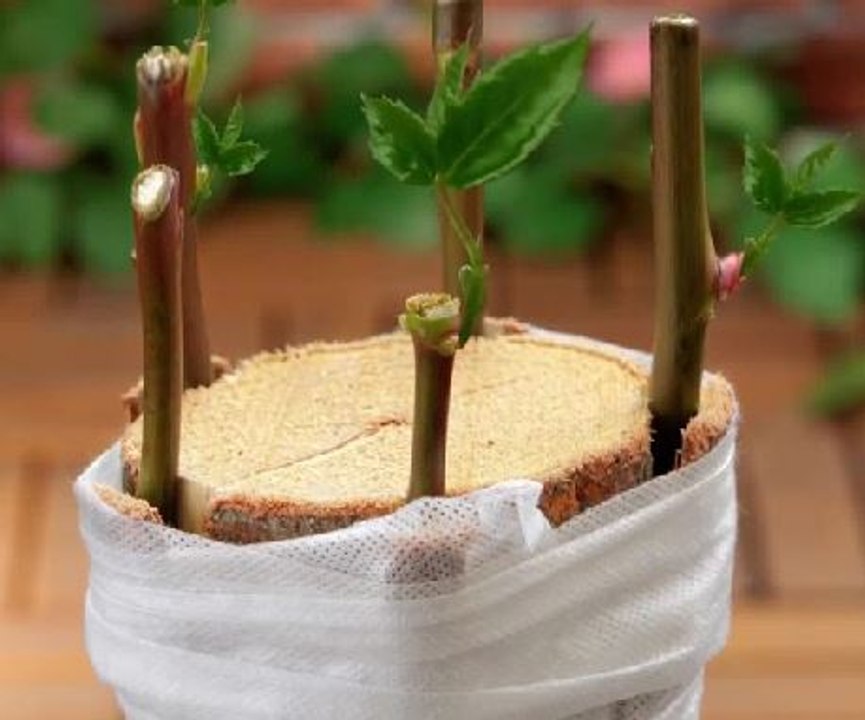 Smart gardening tricks for beginners and experts!