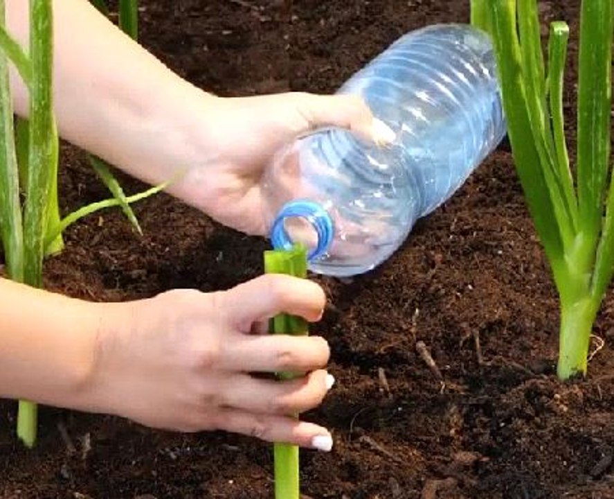 Creative gardening hacks for big results!