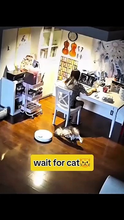 Wait for Cat 🐱 #ViralShorts