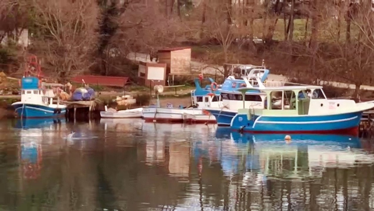 Zıplayan kefal balığı