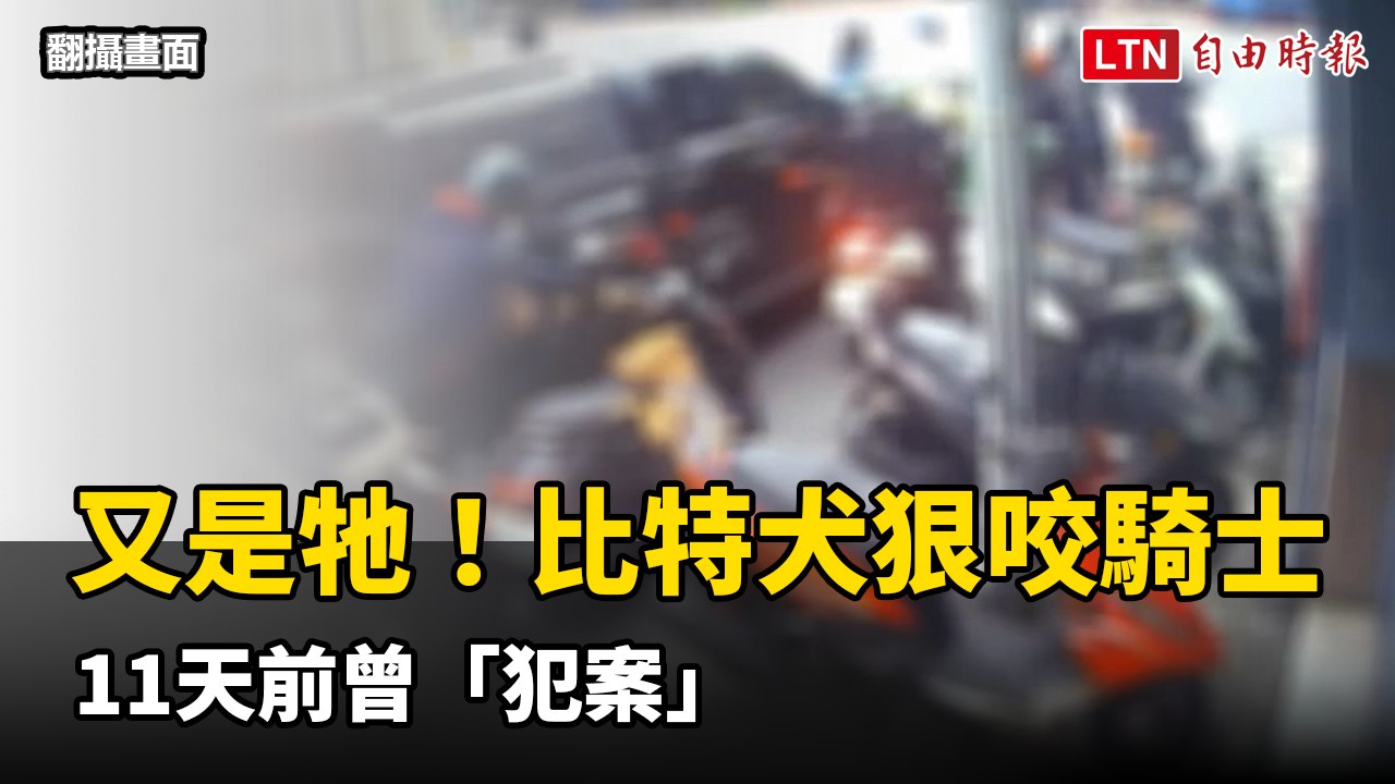 又是牠！北市比特犬開車窗狠咬騎士  11天前曾「犯案」(翻攝畫面)
