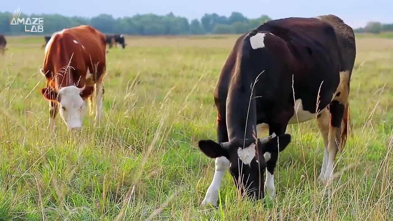 Are Animals Able to Predict Earthquakes? Scientists Think So