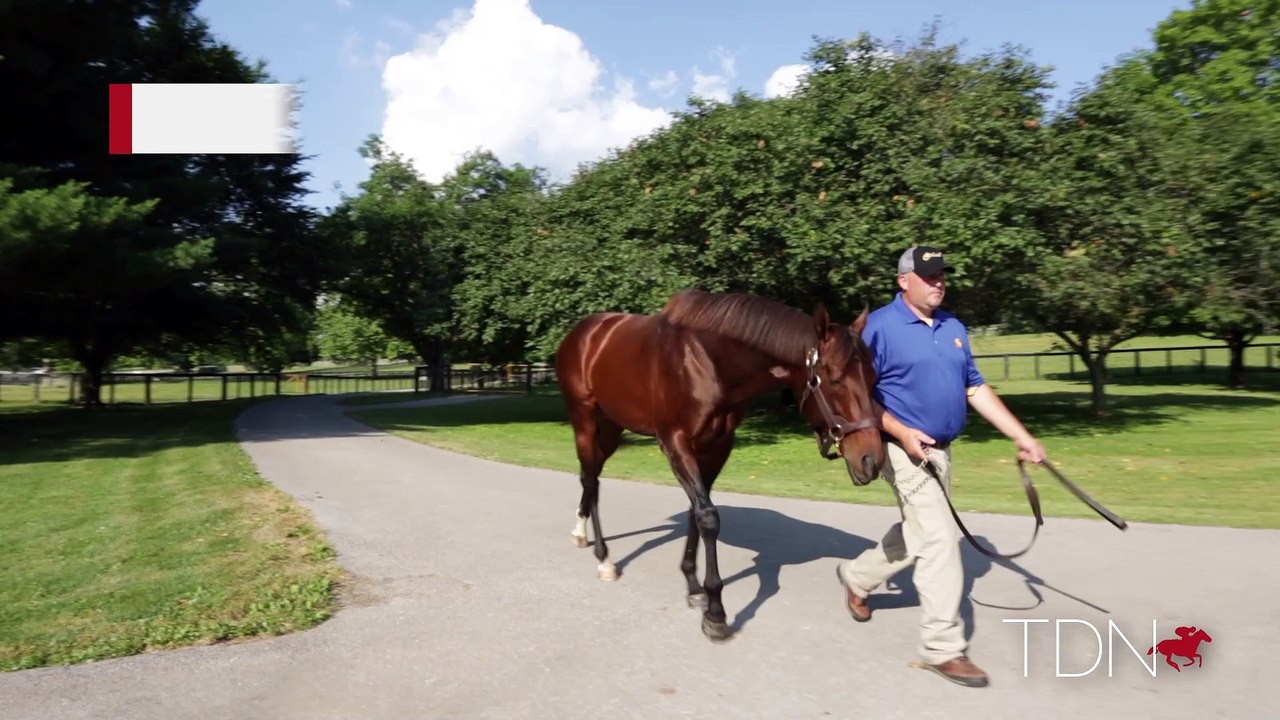 TDN Stallions: Runhappy