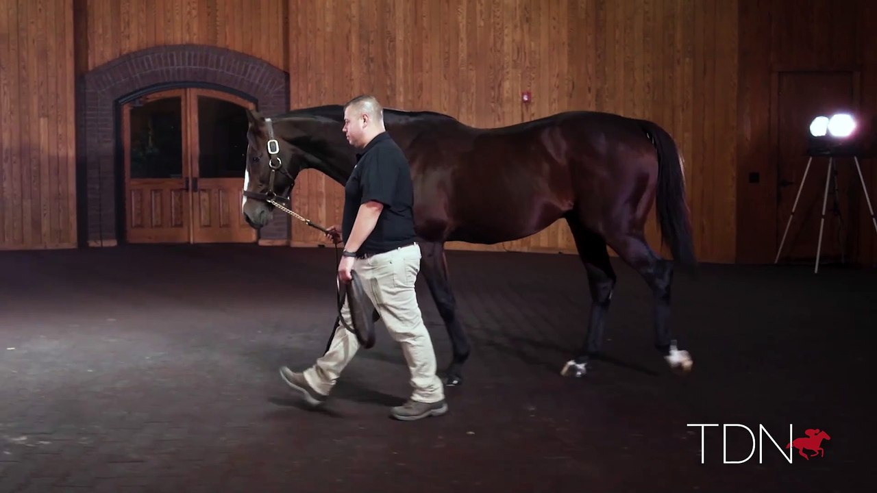 TDN Stallions: Constitution