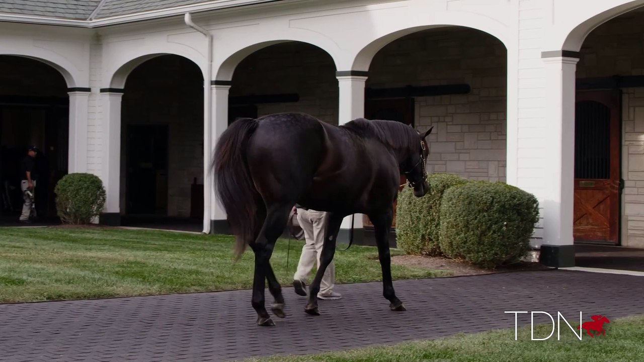 TDN Stallions: Mor Spirit