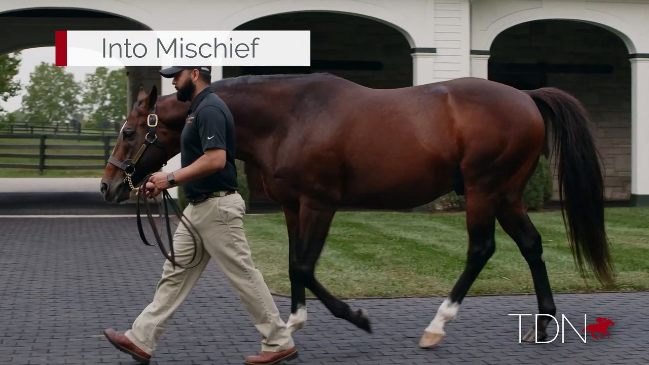 TDN Stallions: Into Mischief