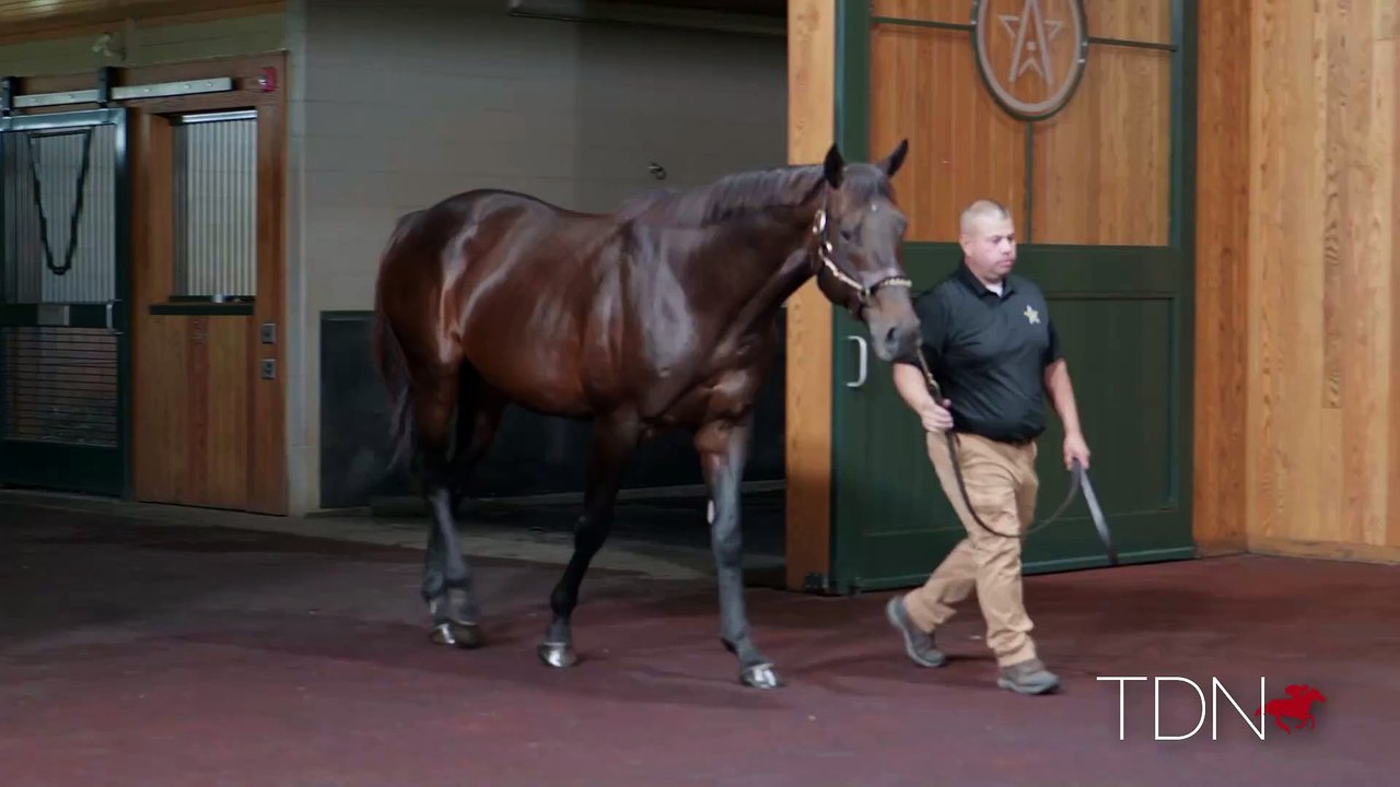 TDN Stallions: Outwork