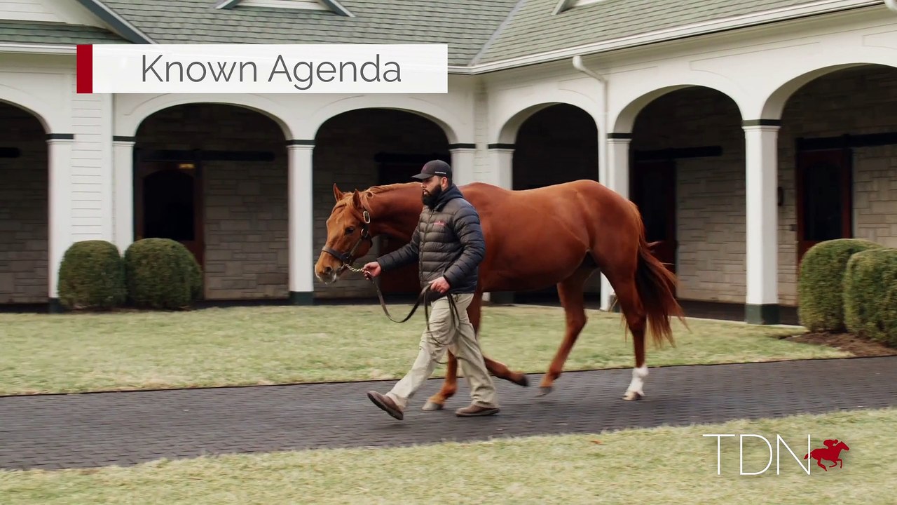 TDN Stallions: Known Agenda
