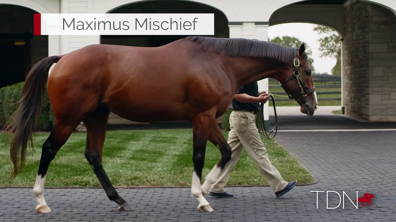TDN Stallions: Maximus Mischief