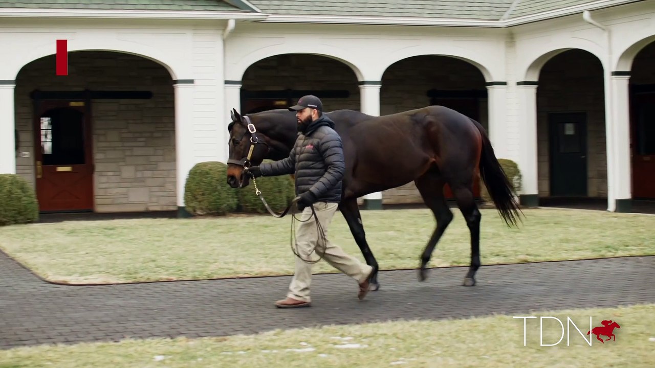 TDN Stallions: Yaupon