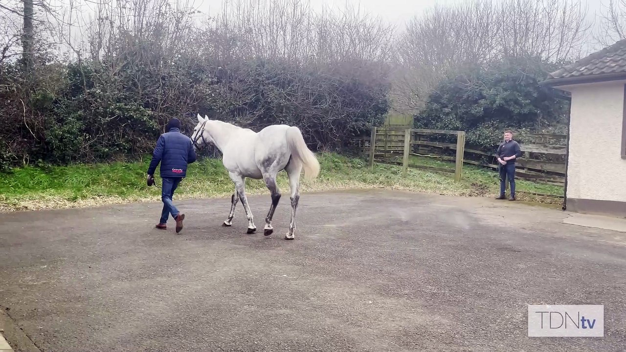 TDN Stallions: Gregorian