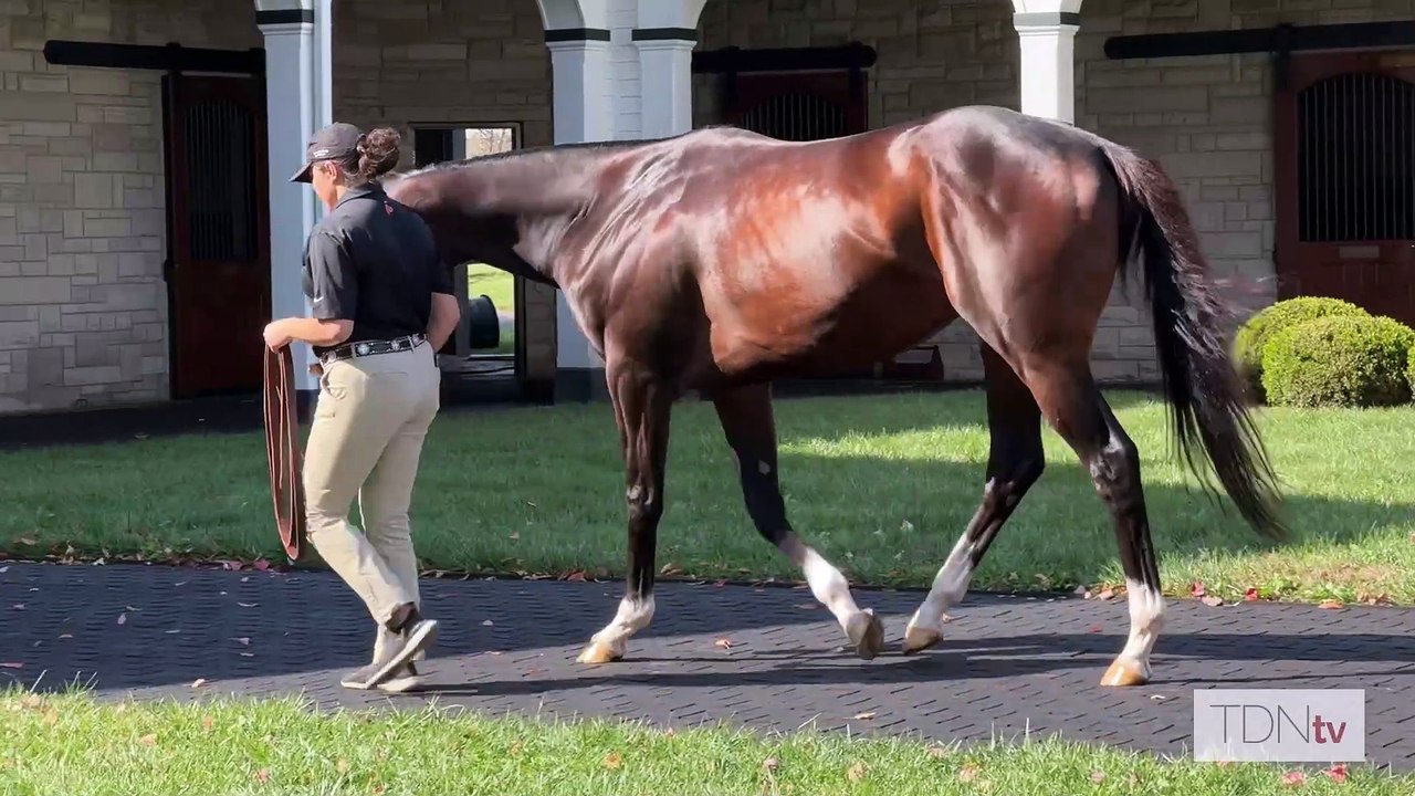 TDN Stallions: Forte