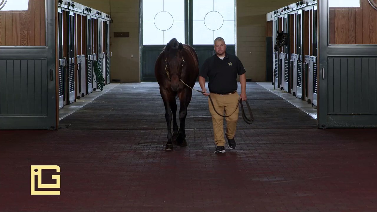 TDN Stallions: Life Is Good