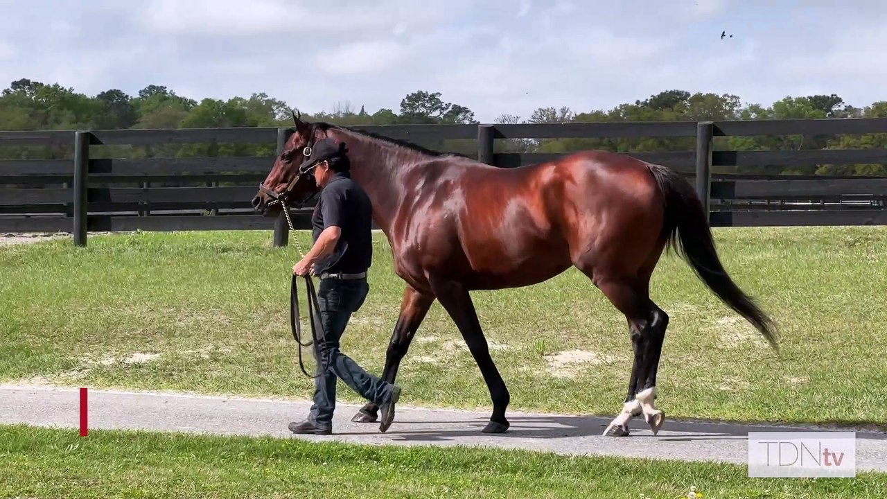 TDN Stallions: Simplification