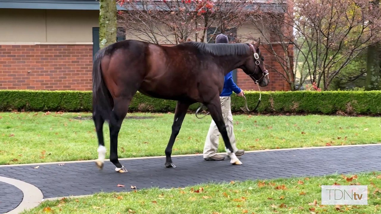 TDN Stallions: Proxy