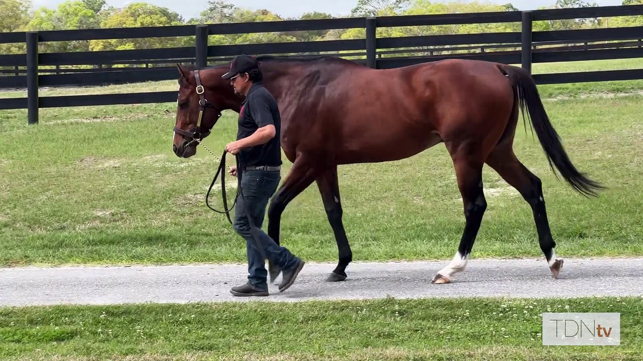 TDN Stallions: Verifying