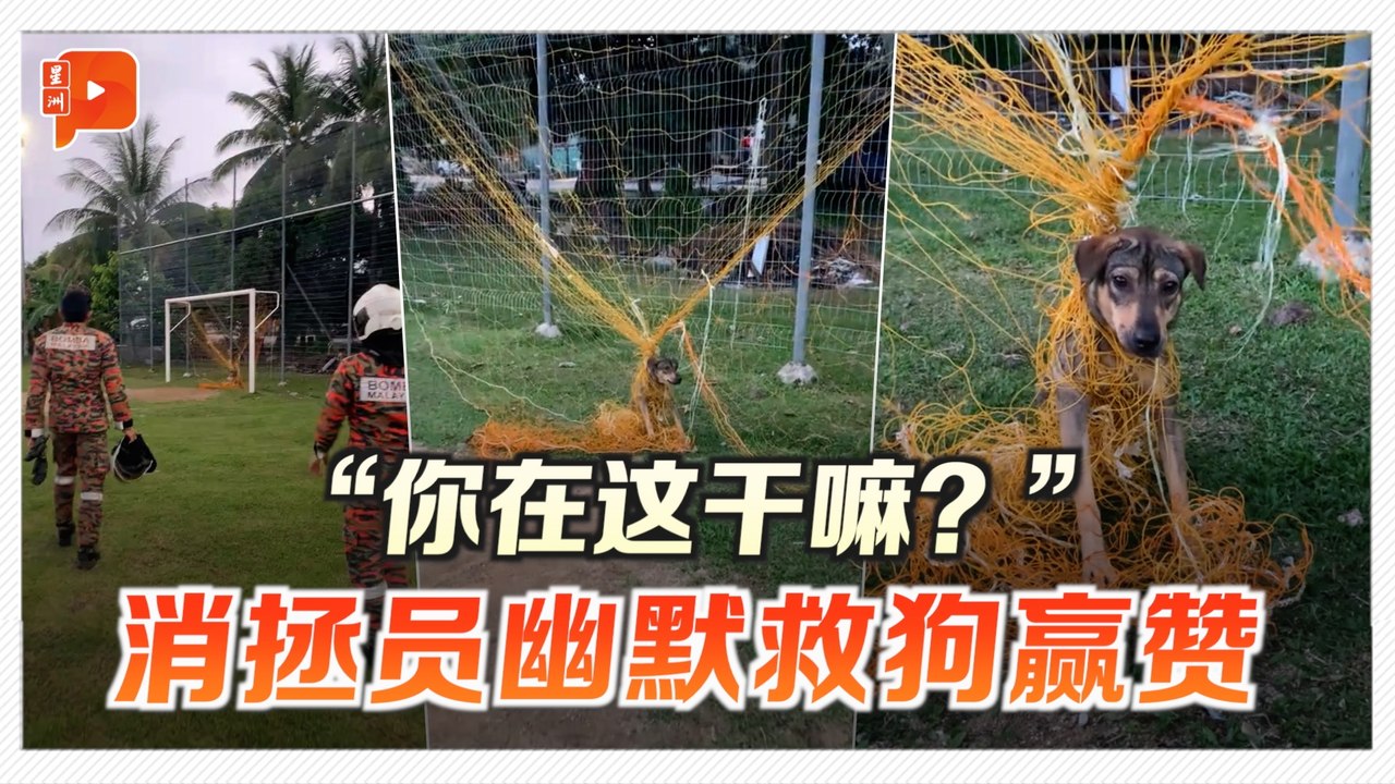 “你在这干嘛？” 消拯员幽默救狗或网民大赞