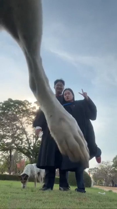 Dog Interrupts Graduation Video